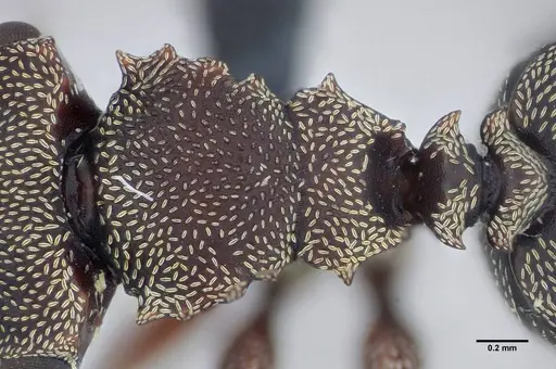 Cephalotes jheringi - UFV-LABECOL-004437