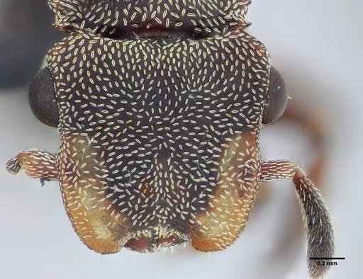 Cephalotes jheringi - UFV-LABECOL-004437