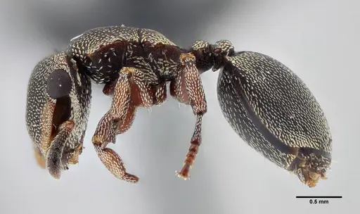 Cephalotes jheringi - UFV-LABECOL-004437