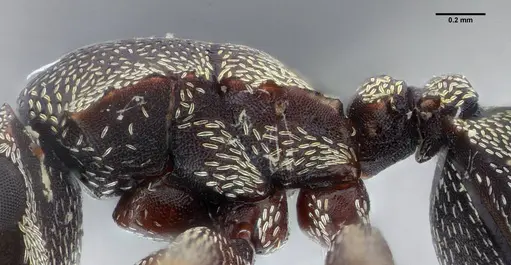 Cephalotes jheringi - UFV-LABECOL-004437