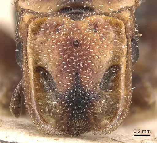 Cephalotes klugi specimen