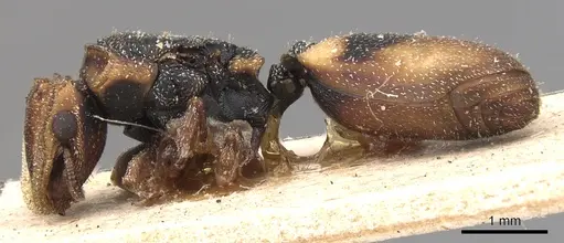 Cephalotes klugi specimen