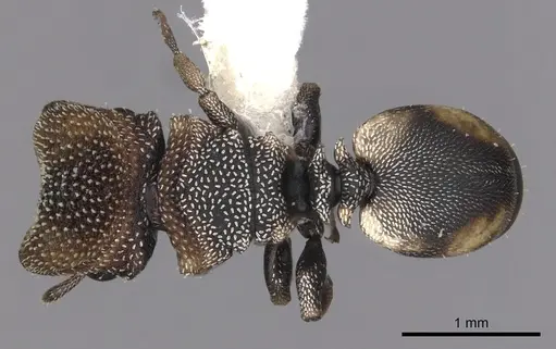 Cephalotes kukulcan specimen