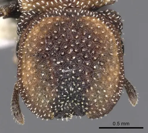 Cephalotes kukulcan specimen