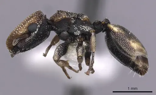 Cephalotes kukulcan specimen