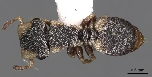 Cephalotes kukulcan - CASENT0900248