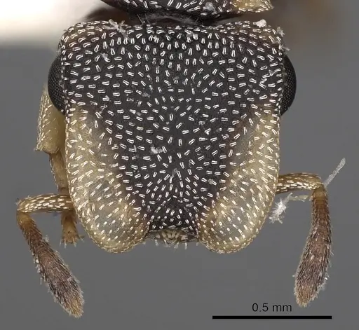Cephalotes kukulcan - CASENT0900248
