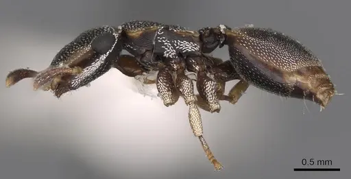 Cephalotes kukulcan - CASENT0900248