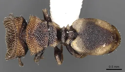 Cephalotes kukulcan - CASENT0900249