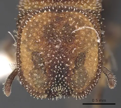 Cephalotes kukulcan - CASENT0900249