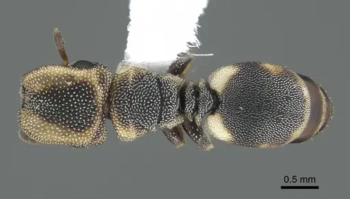 Cephalotes kukulcan - CASENT0914464