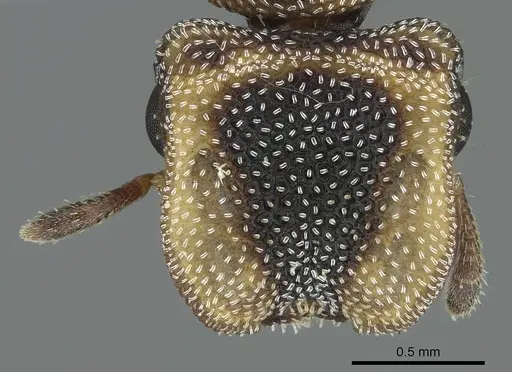 Cephalotes kukulcan - CASENT0914464