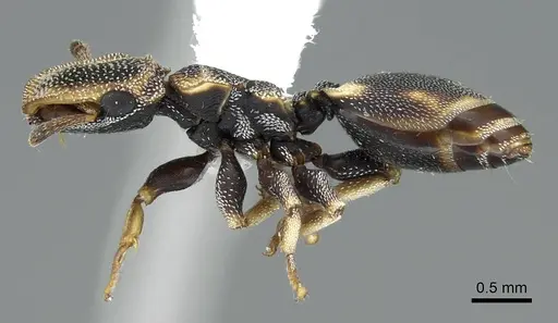 Cephalotes kukulcan - CASENT0914464