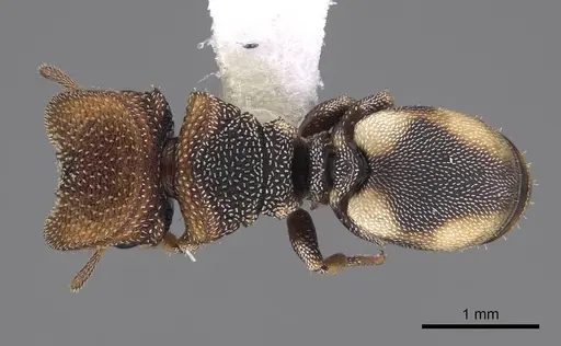 Cephalotes kukulcan - CASENT0922546