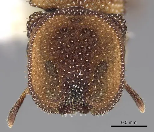 Cephalotes kukulcan - CASENT0922546