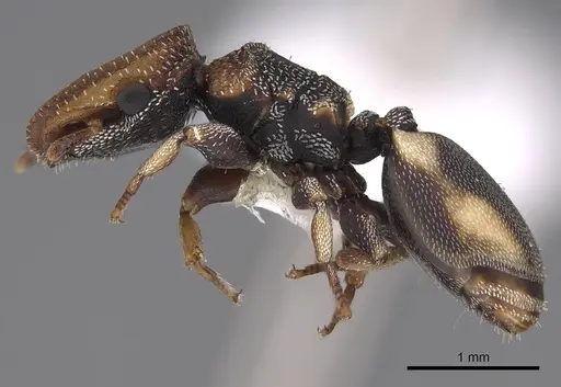 Cephalotes kukulcan - CASENT0922546