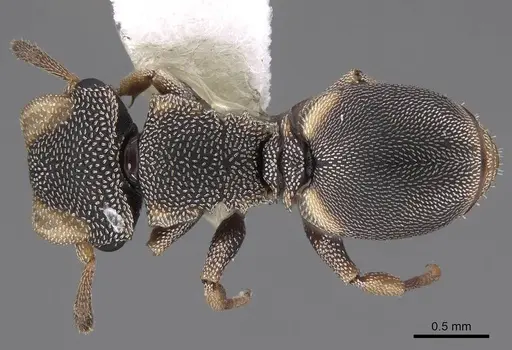 Cephalotes kukulcan - CASENT0922547