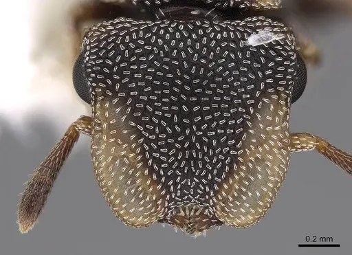 Cephalotes kukulcan - CASENT0922547