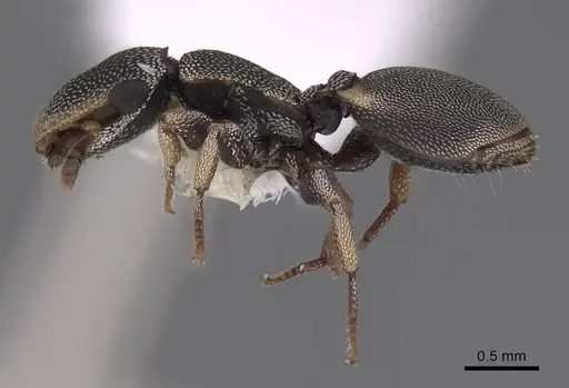 Cephalotes kukulcan - CASENT0922547