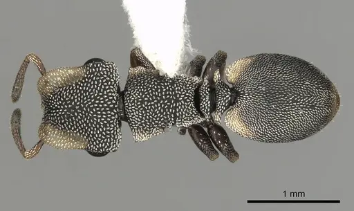 Cephalotes kukulcan - JTLC000006481