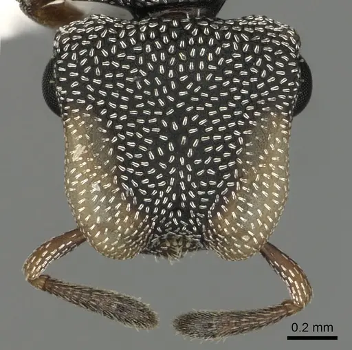 Cephalotes kukulcan - JTLC000006481