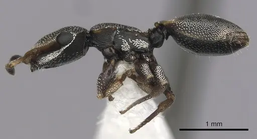 Cephalotes kukulcan - JTLC000006481
