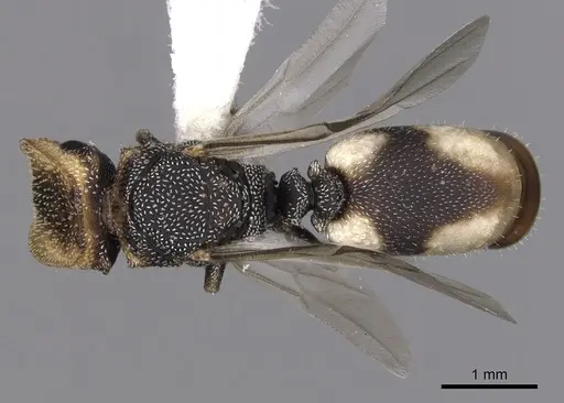 Cephalotes kukulcan - JTLC000006482