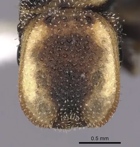 Cephalotes kukulcan - JTLC000006482