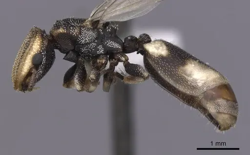 Cephalotes kukulcan - JTLC000006482