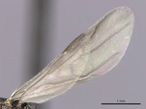 Cephalotes kukulcan - JTLC000006482