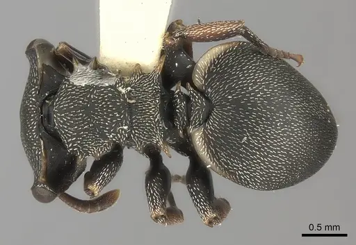 Cephalotes laminatus specimen