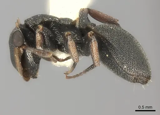 Cephalotes laminatus specimen