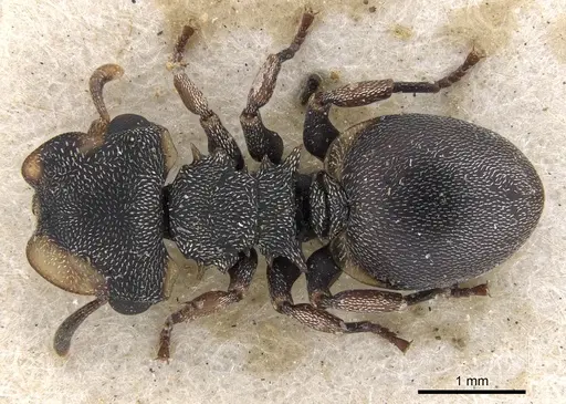 Cephalotes laminatus - CASENT0901459