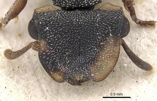 Cephalotes laminatus - CASENT0901459