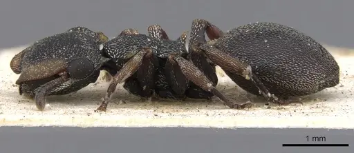 Cephalotes laminatus - CASENT0901459