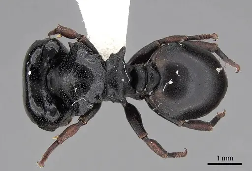 Cephalotes laminatus - CASENT0922604