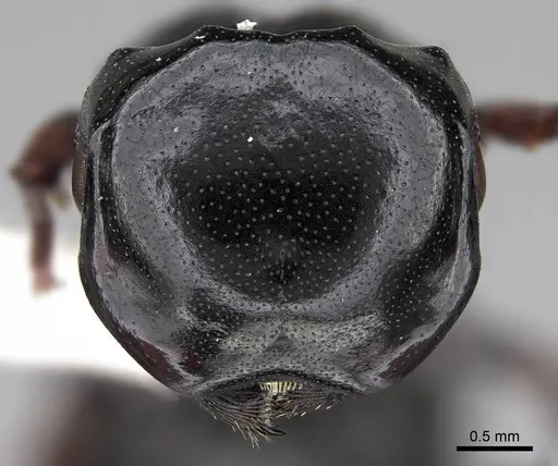 Cephalotes laminatus - CASENT0922604