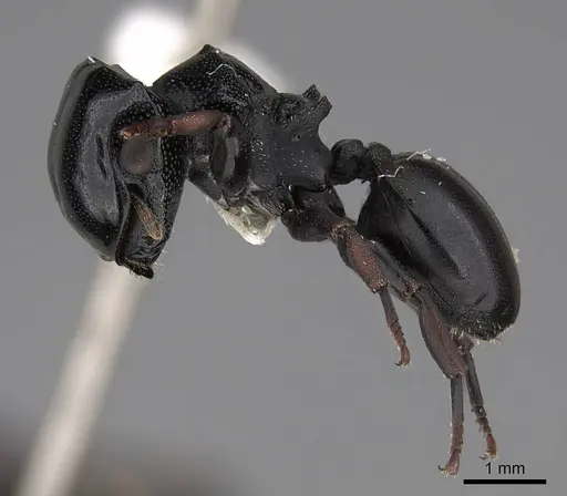 Cephalotes laminatus - CASENT0922604