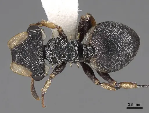 Cephalotes laminatus - CASENT0922605