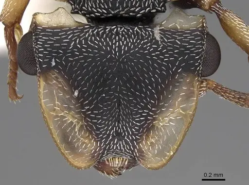 Cephalotes laminatus - CASENT0922605