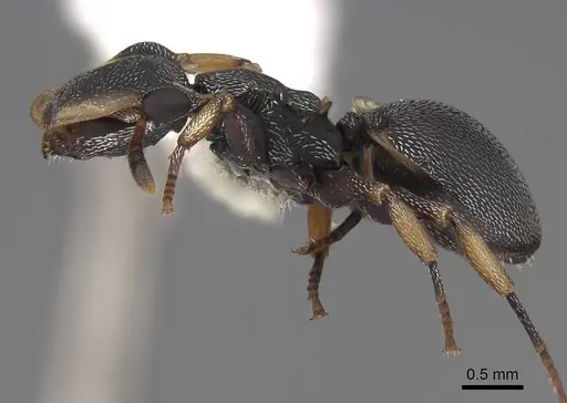 Cephalotes laminatus - CASENT0922605