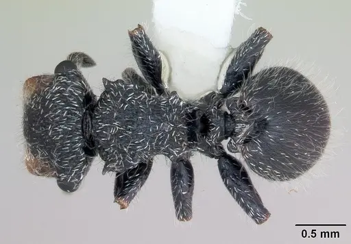 Cephalotes lanuginosus specimen