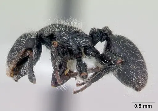 Cephalotes lanuginosus specimen