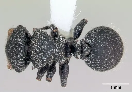 Cephalotes lanuginosus - CASENT0173686