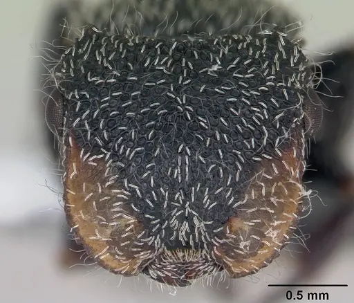 Cephalotes lanuginosus - CASENT0173686