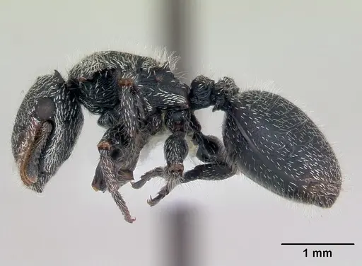 Cephalotes lanuginosus - CASENT0173686