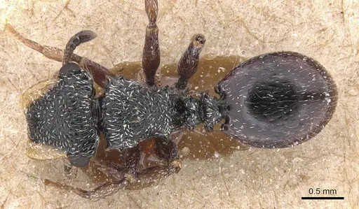 Cephalotes lanuginosus - CASENT0912606