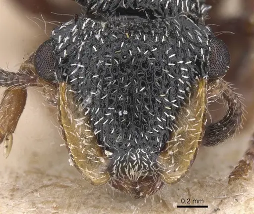 Cephalotes lanuginosus - CASENT0912606