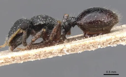 Cephalotes lanuginosus - CASENT0912606