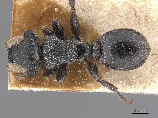 Cephalotes lanuginosus - CASENT0912607